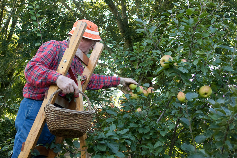Man op de plukladder in een appelboom